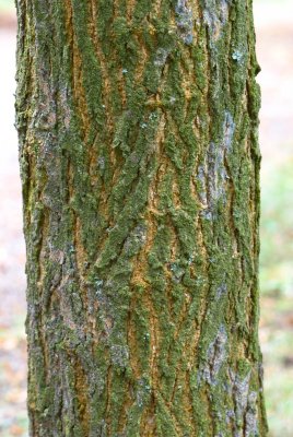 Morus alba - morušovník bílý - borka